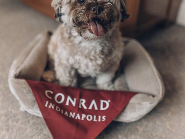 pet friendly imagery