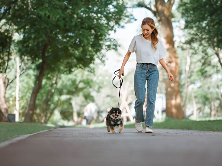 perros caminando