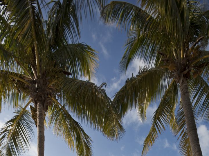 吊床系在海滩上的棕榈树上