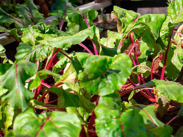 Beets Growing in a Vegetable Garden