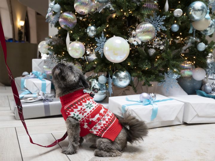 dog sitting by christmas tree
