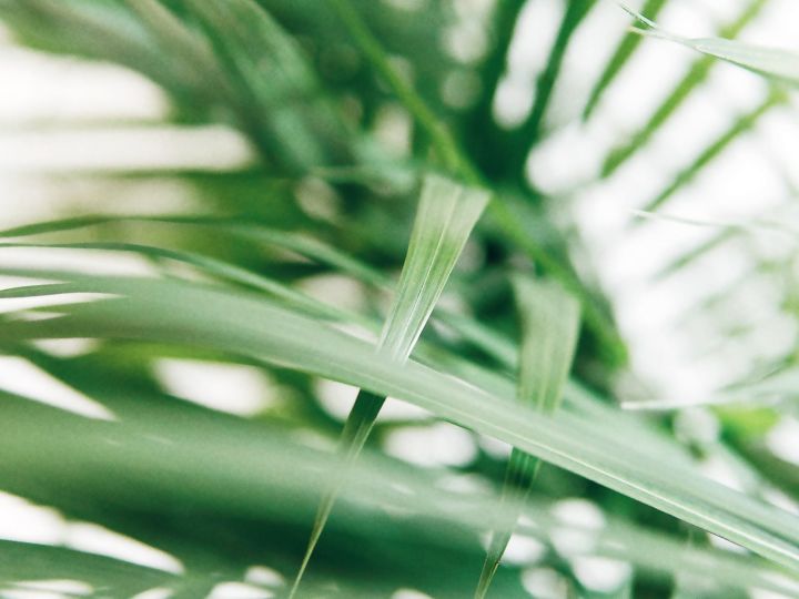 Shot of plant