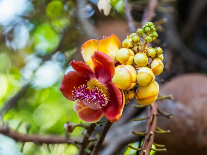 Detail of Flowers Growing in a Garden