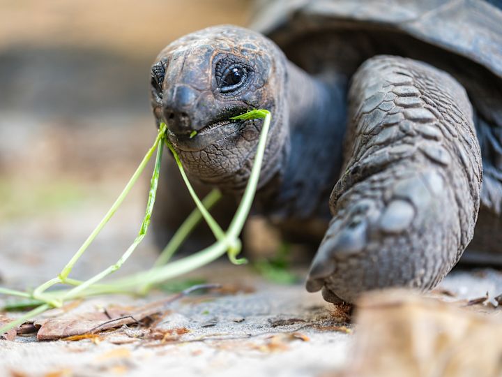 a Tortoise Walking the Hotel Grounds