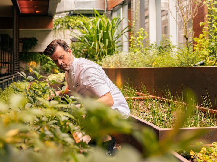 Chef Collecting Herbs at Osteria Mozza