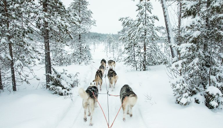 Dogsledding in the Snow