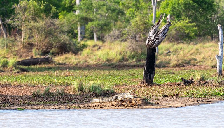 Crocodile at side of river