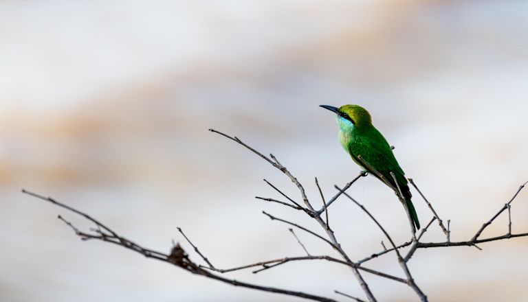 Close-up shot of green bird