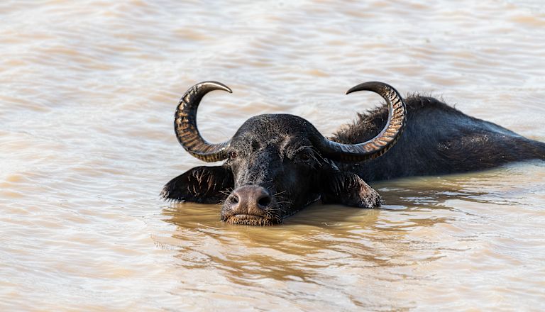 Water buffalo shot