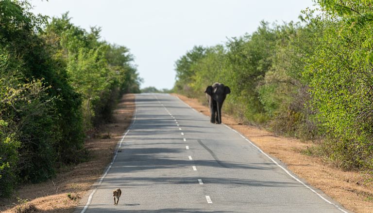 Shot of elephant and monkey on road