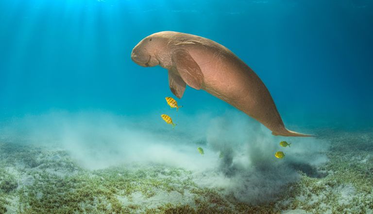 Dugong swimming with fish through a seagrass bed