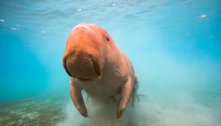 Closeup of a Dugong swimming towards the camera, kicking up silt on the oceanfloor