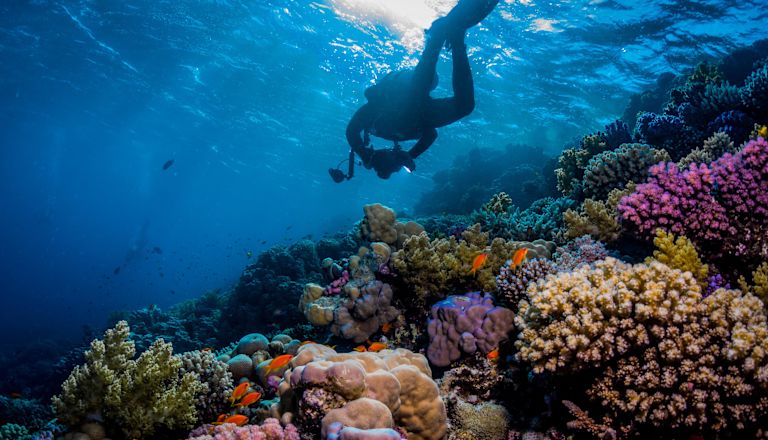 Scuba diver swims above a coral reef