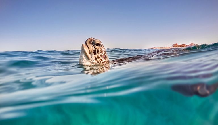 Sea Turtle Swimming in Ocean