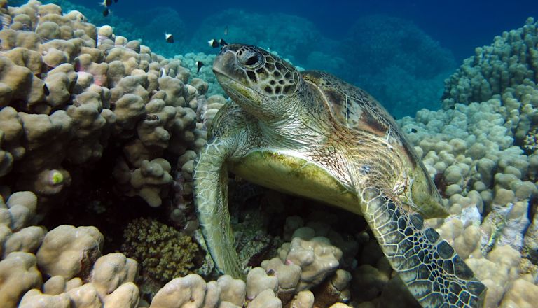 Sea turtle swimming through a coral reef