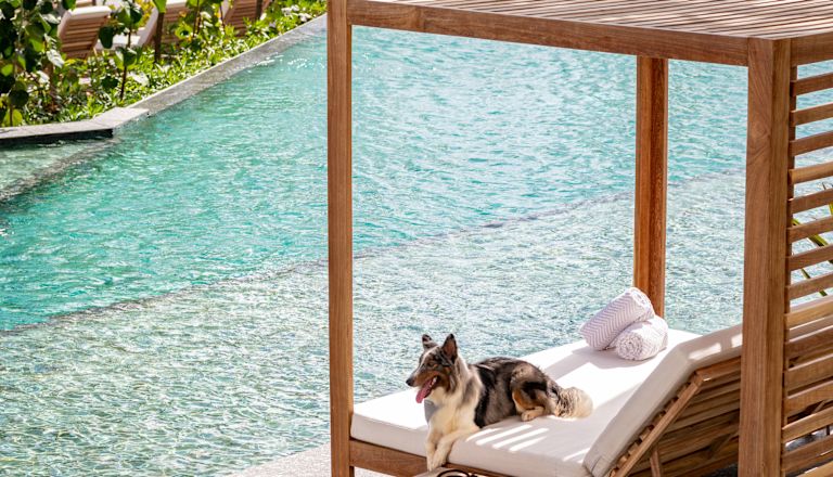 Dog on outdoor seating