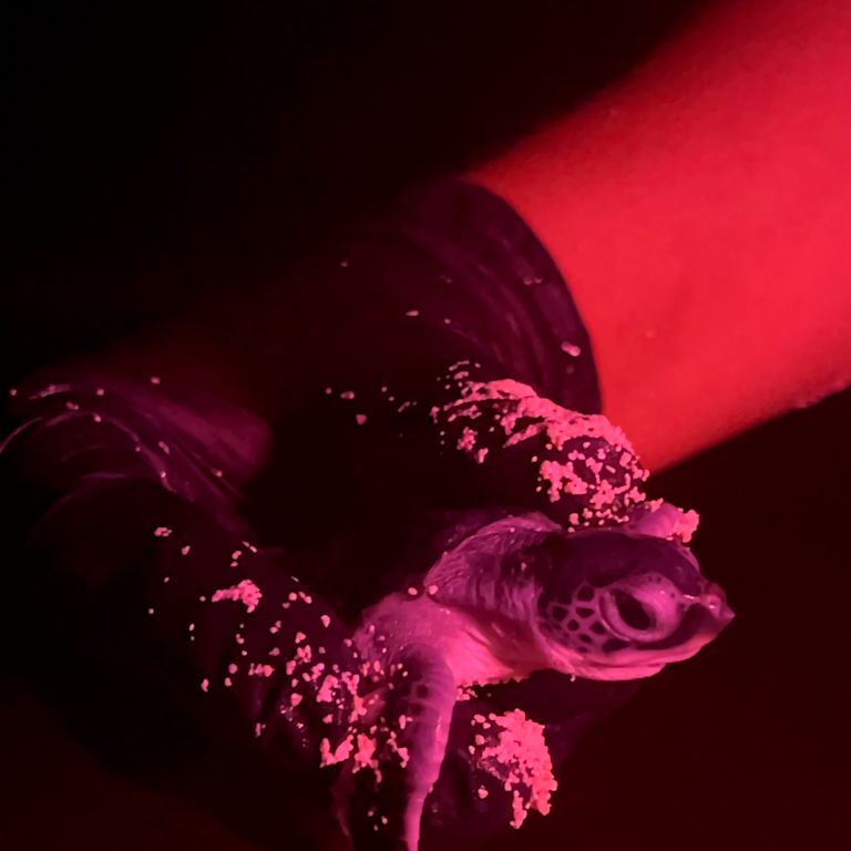 A Person Holding a Sea Turtle at Night