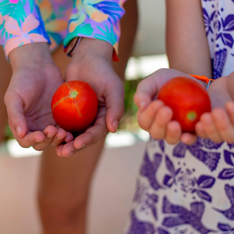 Girls Holding Red Tomatoes from a Vegetable Garden