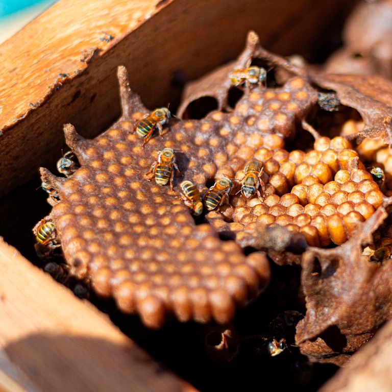 Bees in a Meliponary