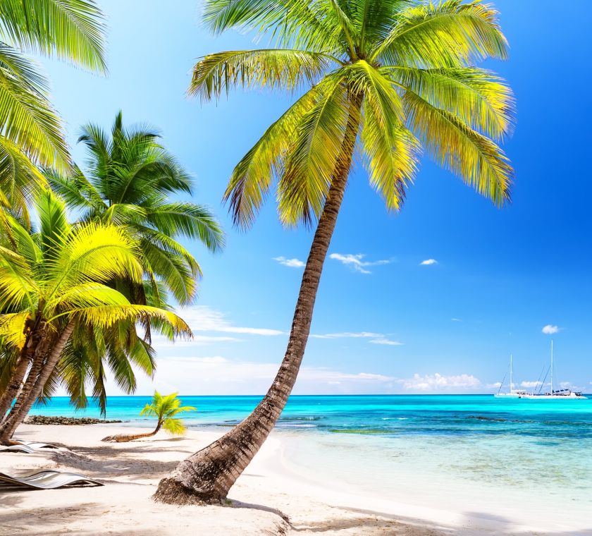Coconut Palm trees on white sandy beach in Caribbean sea, Saona island. Dominican Republic