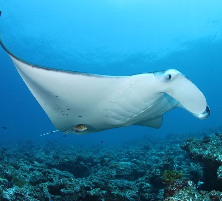 Manta Ray