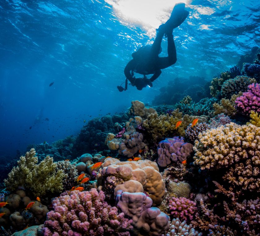 Scuba diver swims above a coral reef