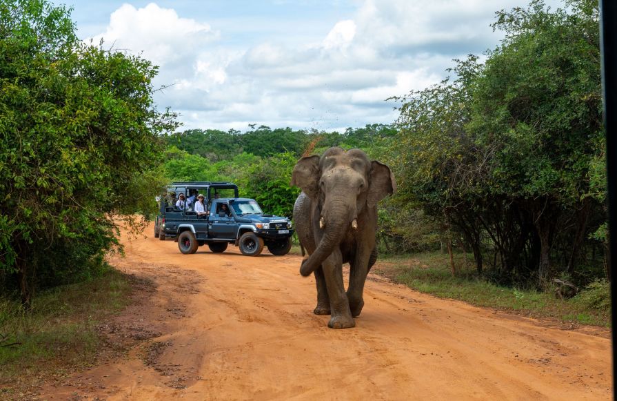 Elephant walking along dirt road with tourist in vehicle watching-transition