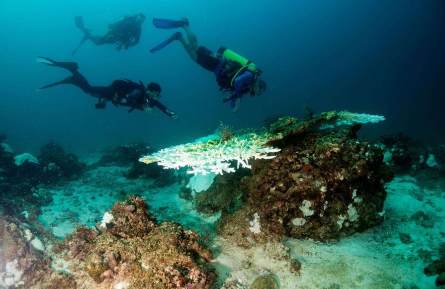 People Scuba Diving in the Sea-transition