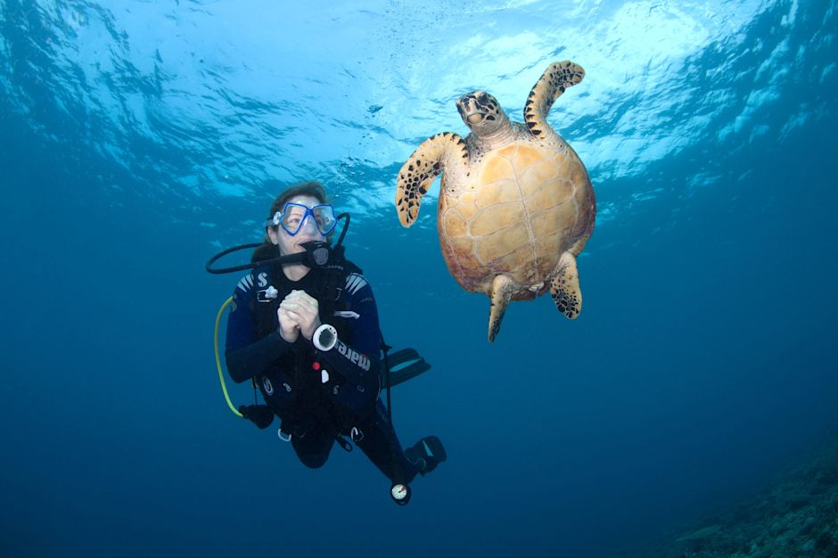 Plongée sous-marine à côté d'une tortue