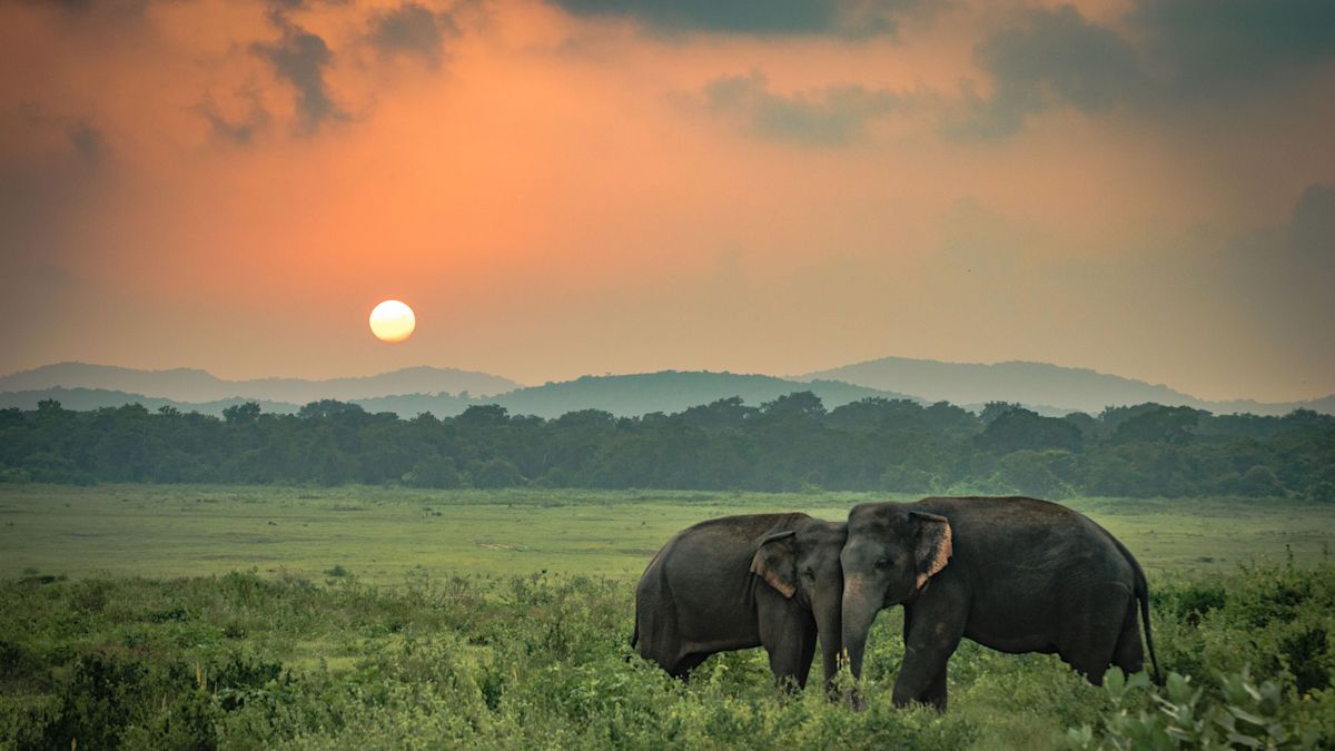 elephants and sunset view