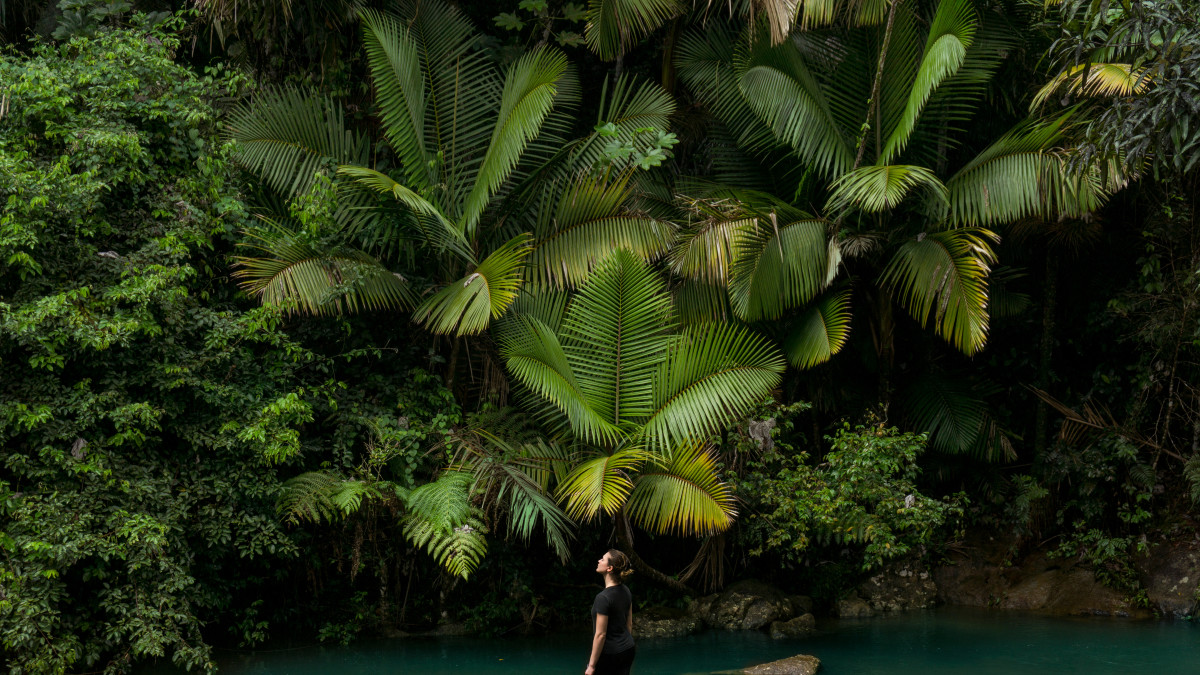 Person standing in rainforest area