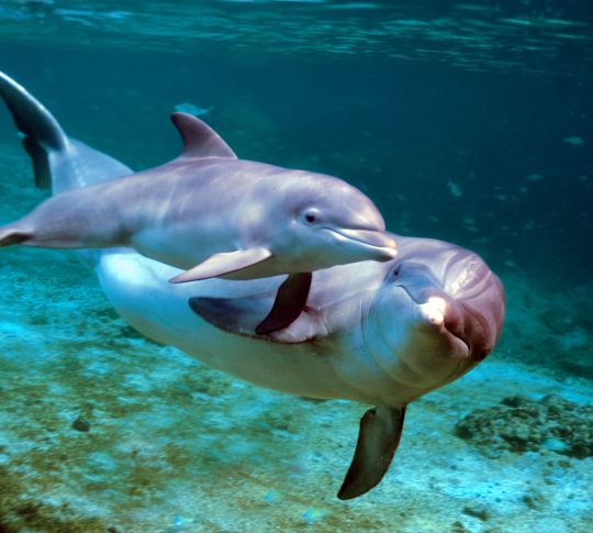 Two dolphins swimming underwater