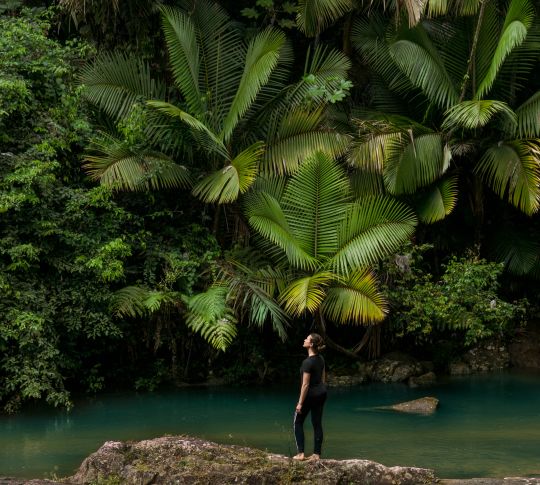 Person standing in rainforest area