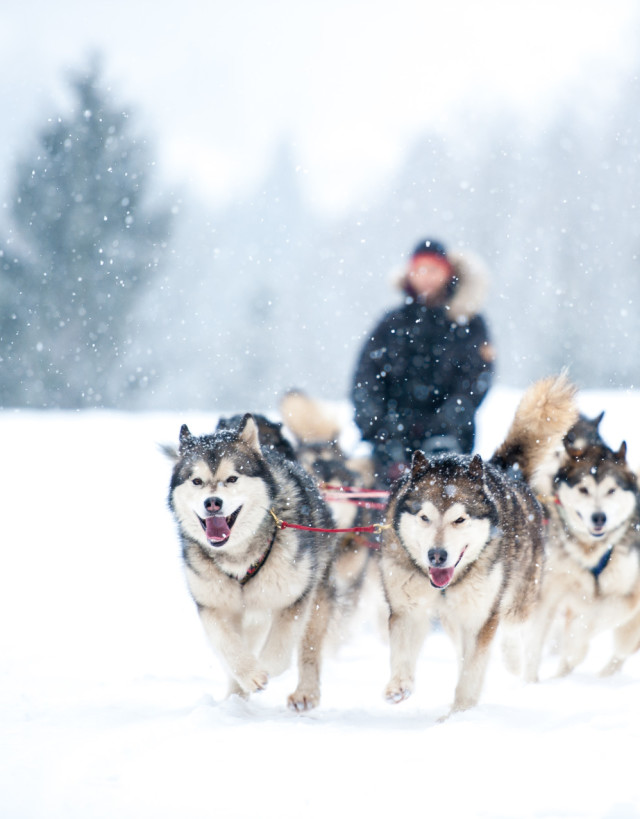 Person riding sled pulled by dogs