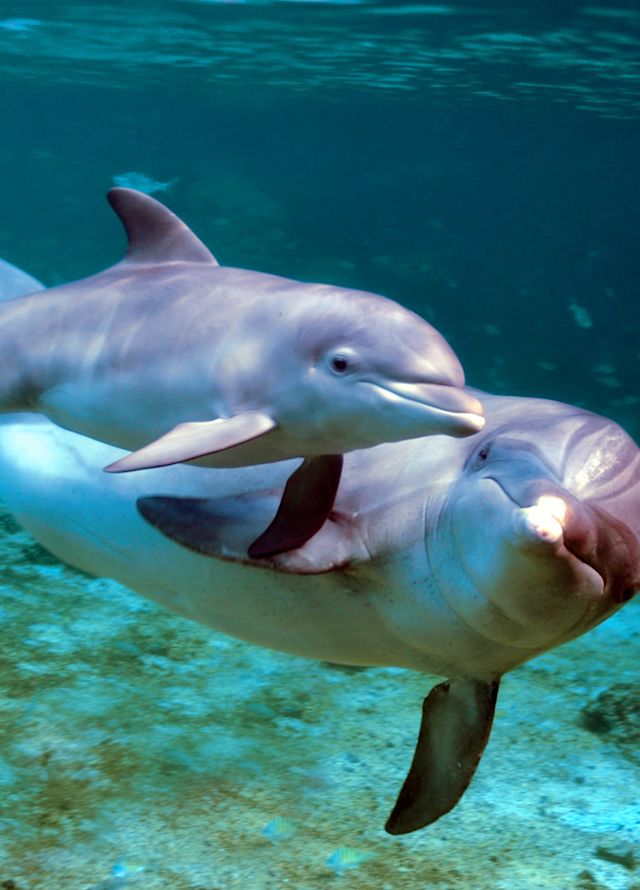 Two dolphins swimming underwater