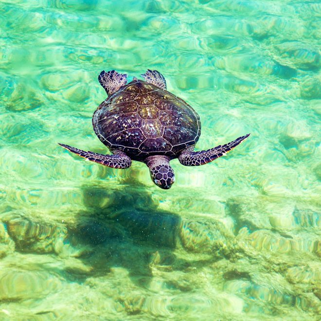 在清澈水中游泳的海龟