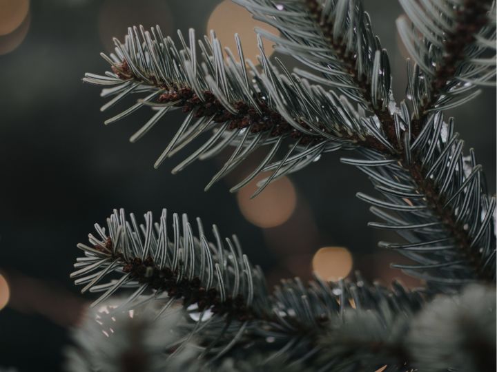 close up of christmas tree