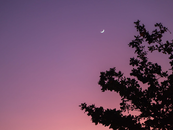 Moon and pink sky