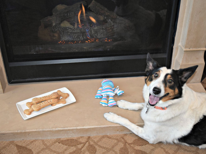 Dog in front of fireplace with treats