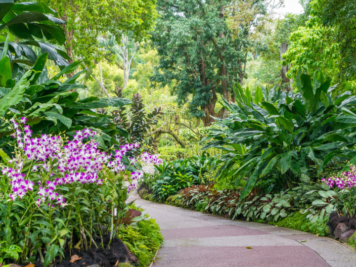 Singapore Botanical Gardens with view of path and plants.