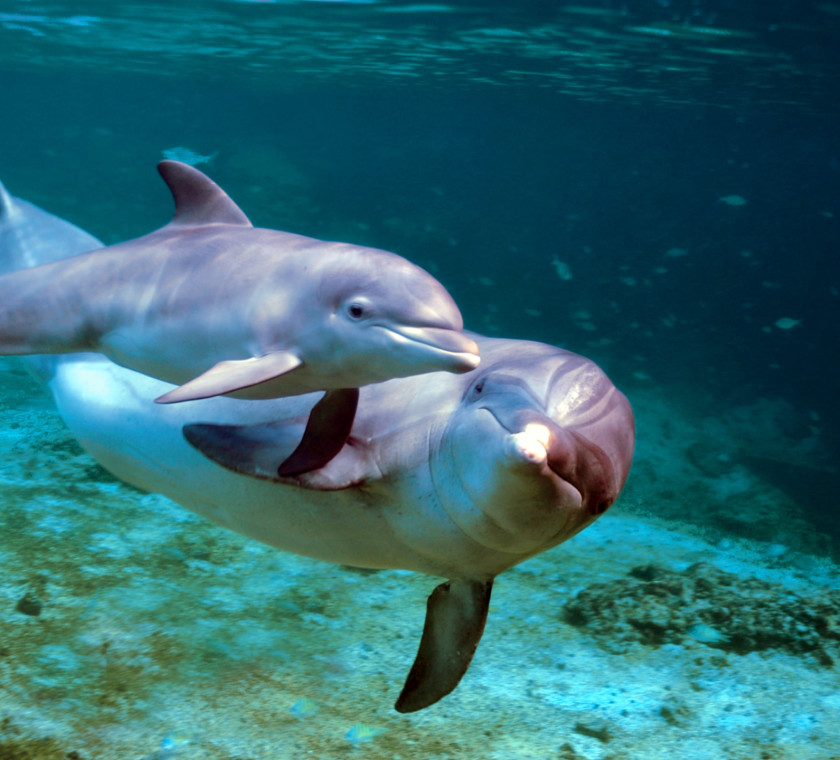 Two dolphins swimming underwater