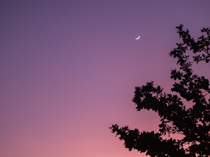 Moon and pink sky